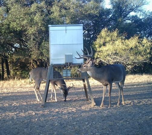 Deers eating
