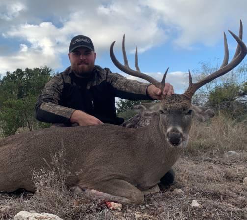 whitetail deer